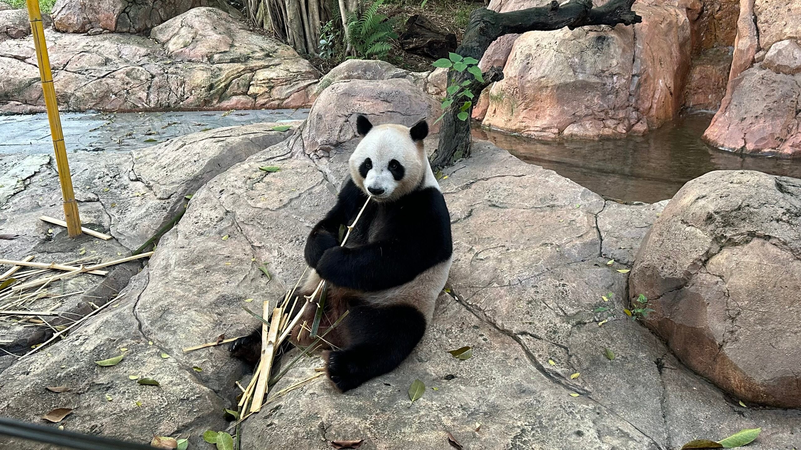 七、考拉和熊貓樂園2