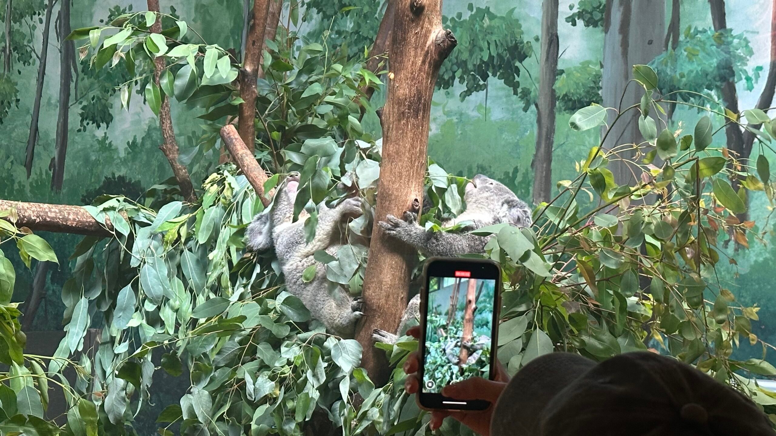 七、考拉和熊貓樂園1
