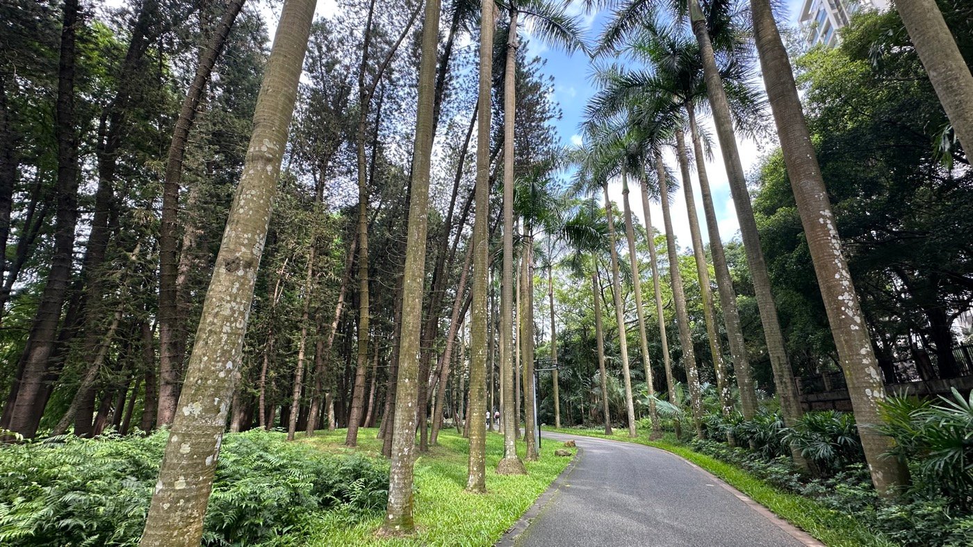 三、棕櫚園蘇鐵園1