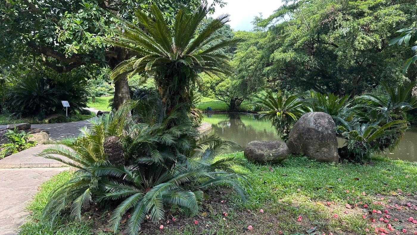 三、棕櫚園蘇鐵園2