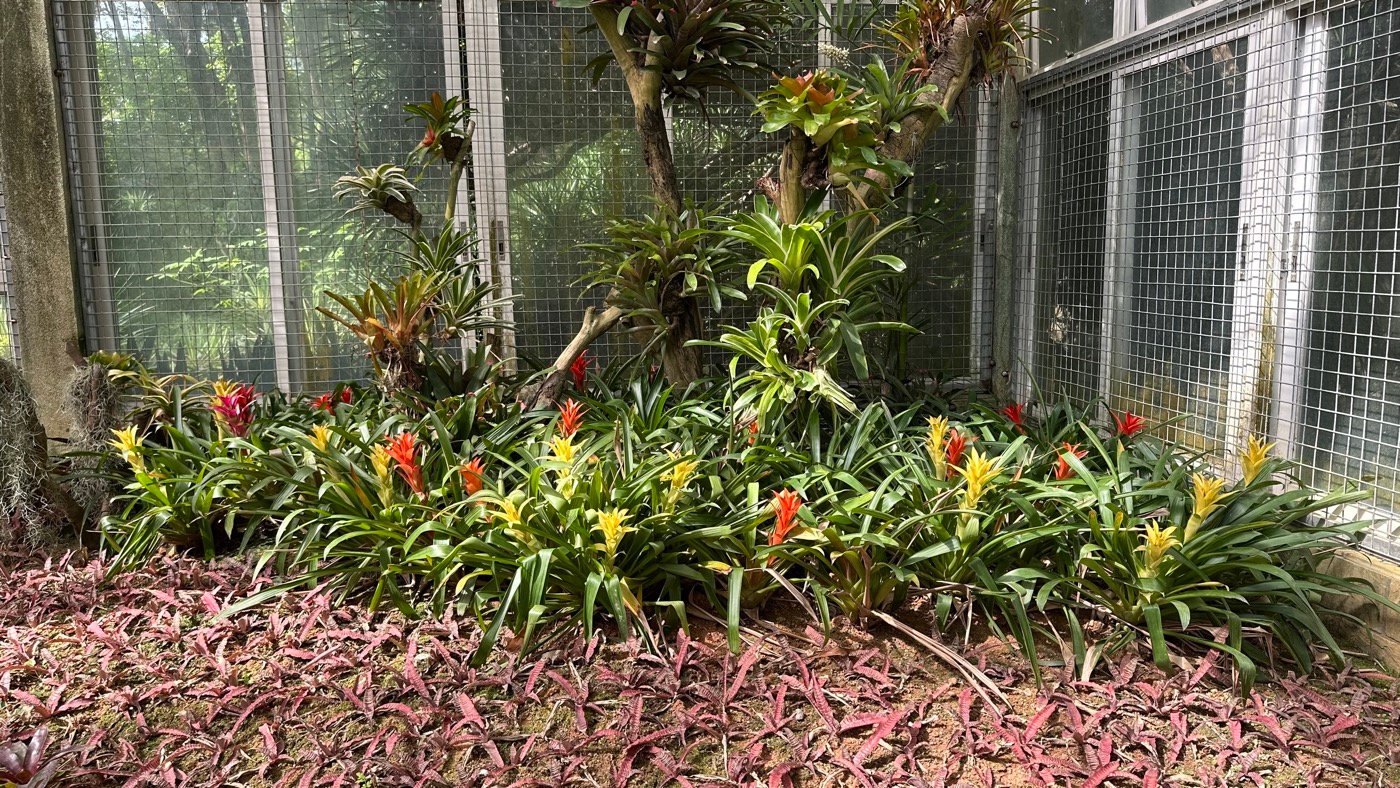四、鳳梨園水生植物1