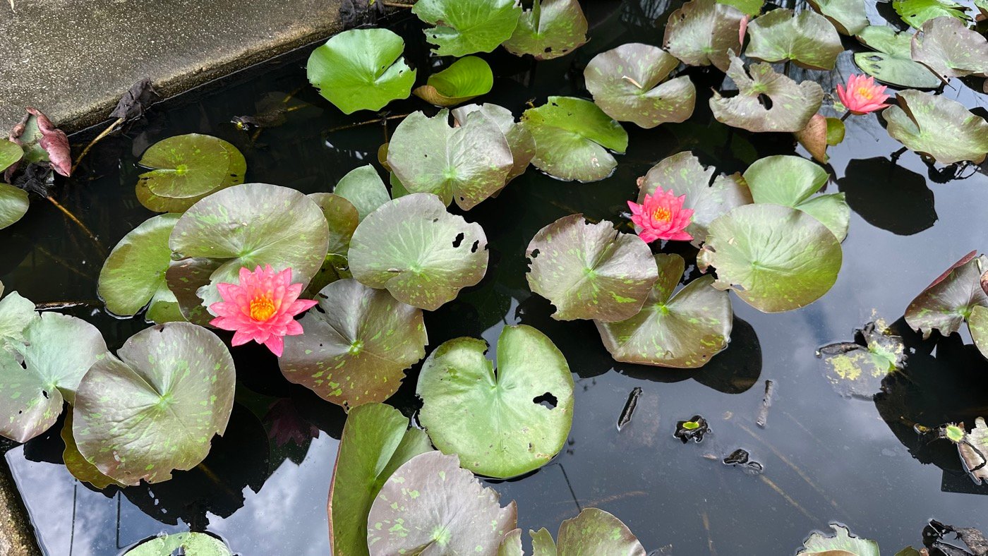 四、鳳梨園水生植物2