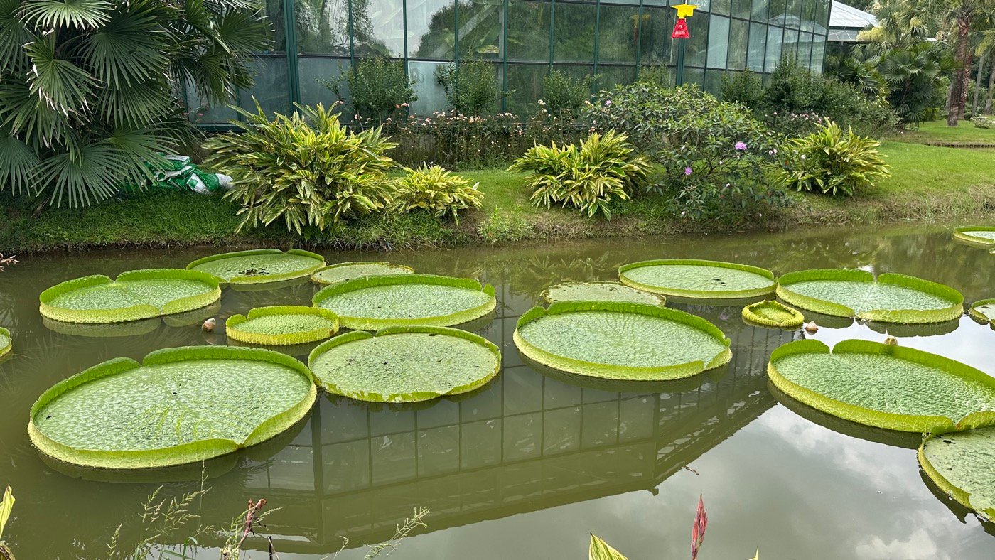 四、鳳梨園水生植物3