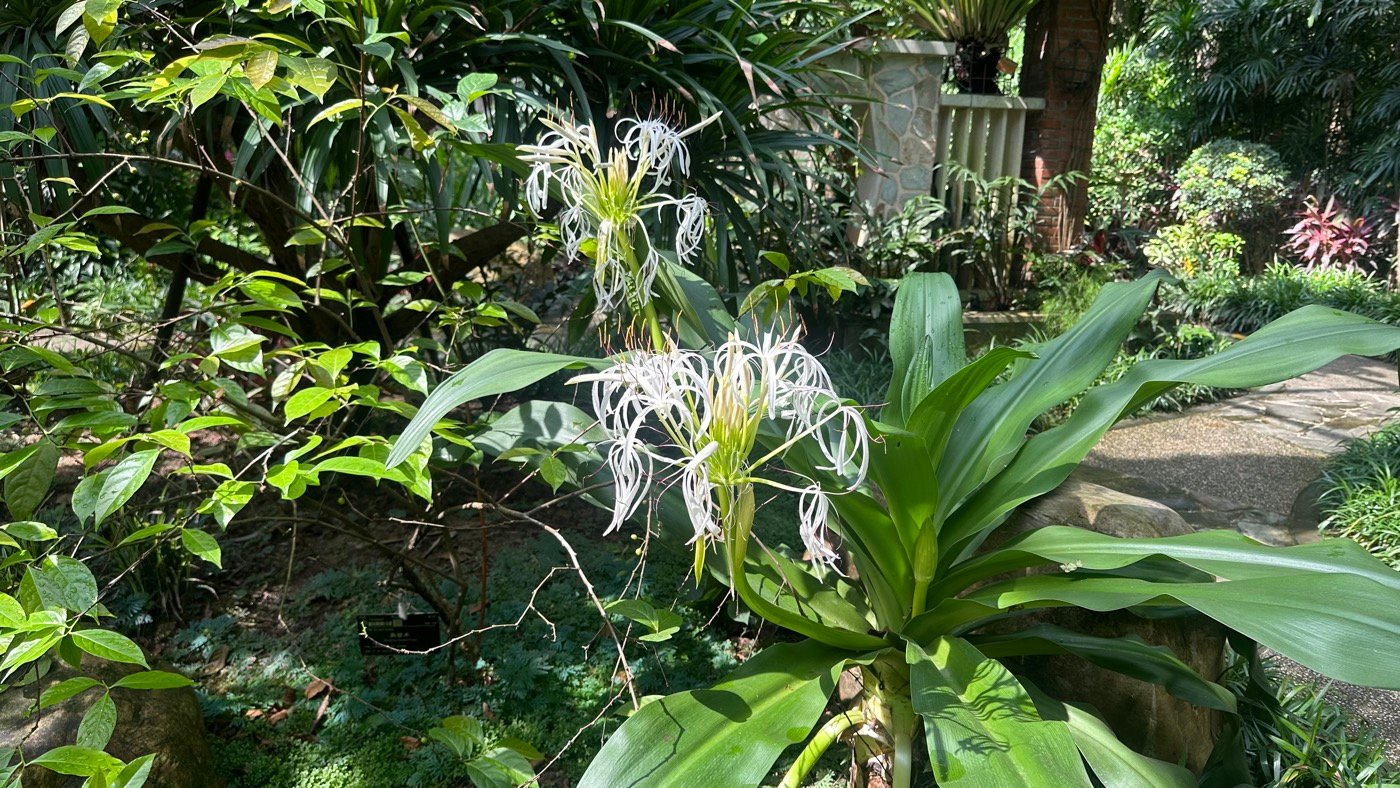 五、藥用植物與蘭園3