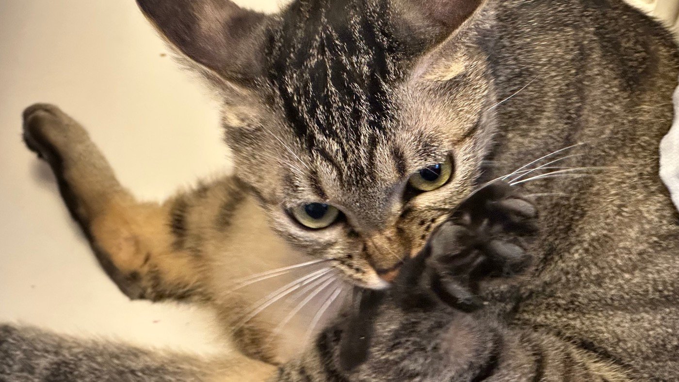 一、喜歡舔爪子的貓