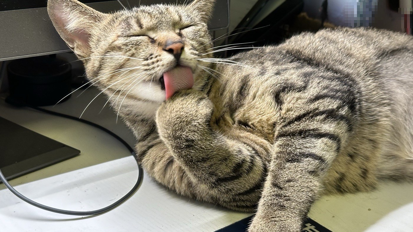 貓咪行為解讀：9個可愛貓咪的行為模式分析