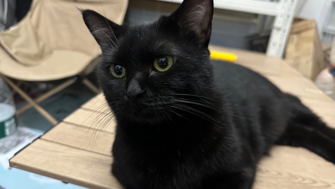 一、貓咪鬍鬚學名