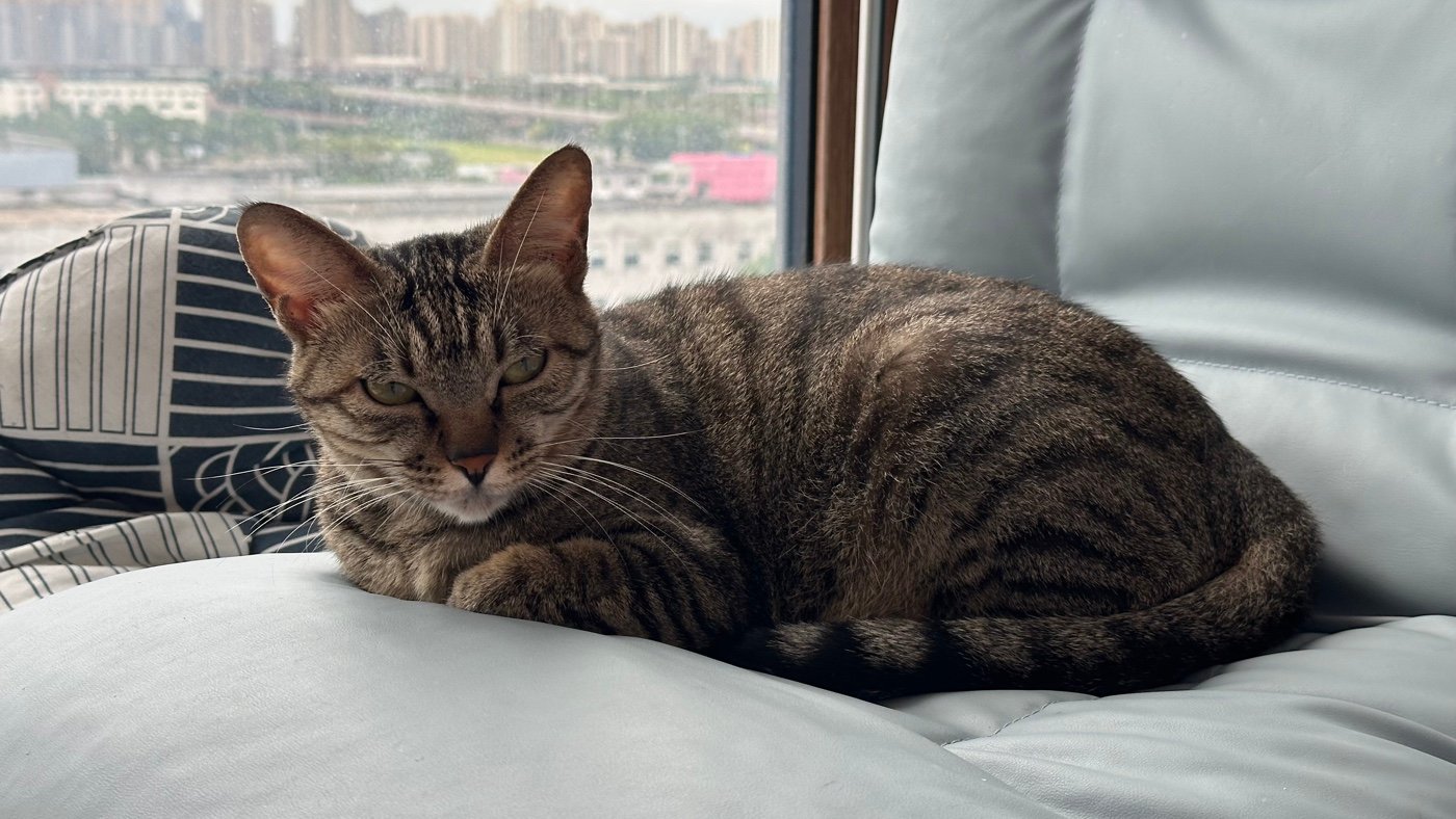 二、貓咪的鬍鬚很長