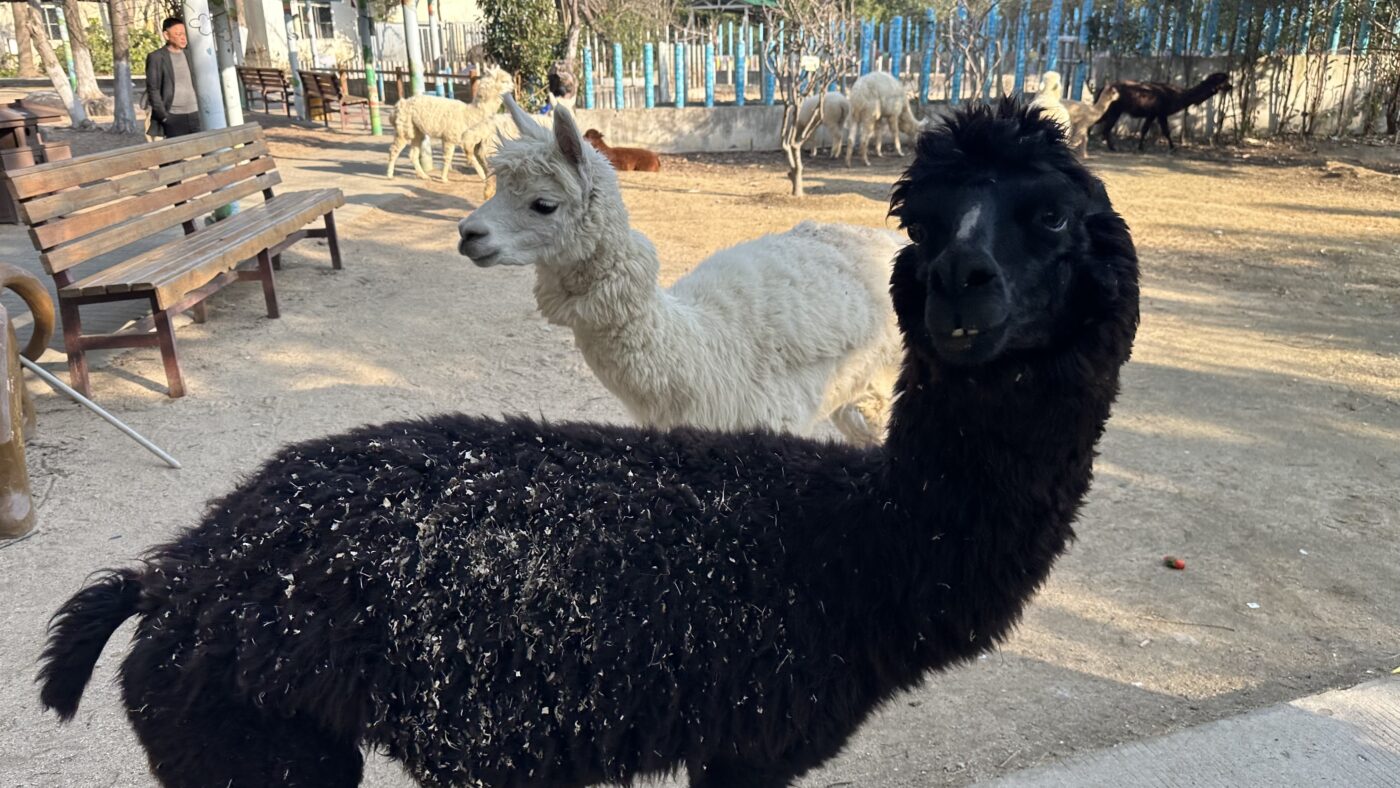 四、常州淹城動物園3