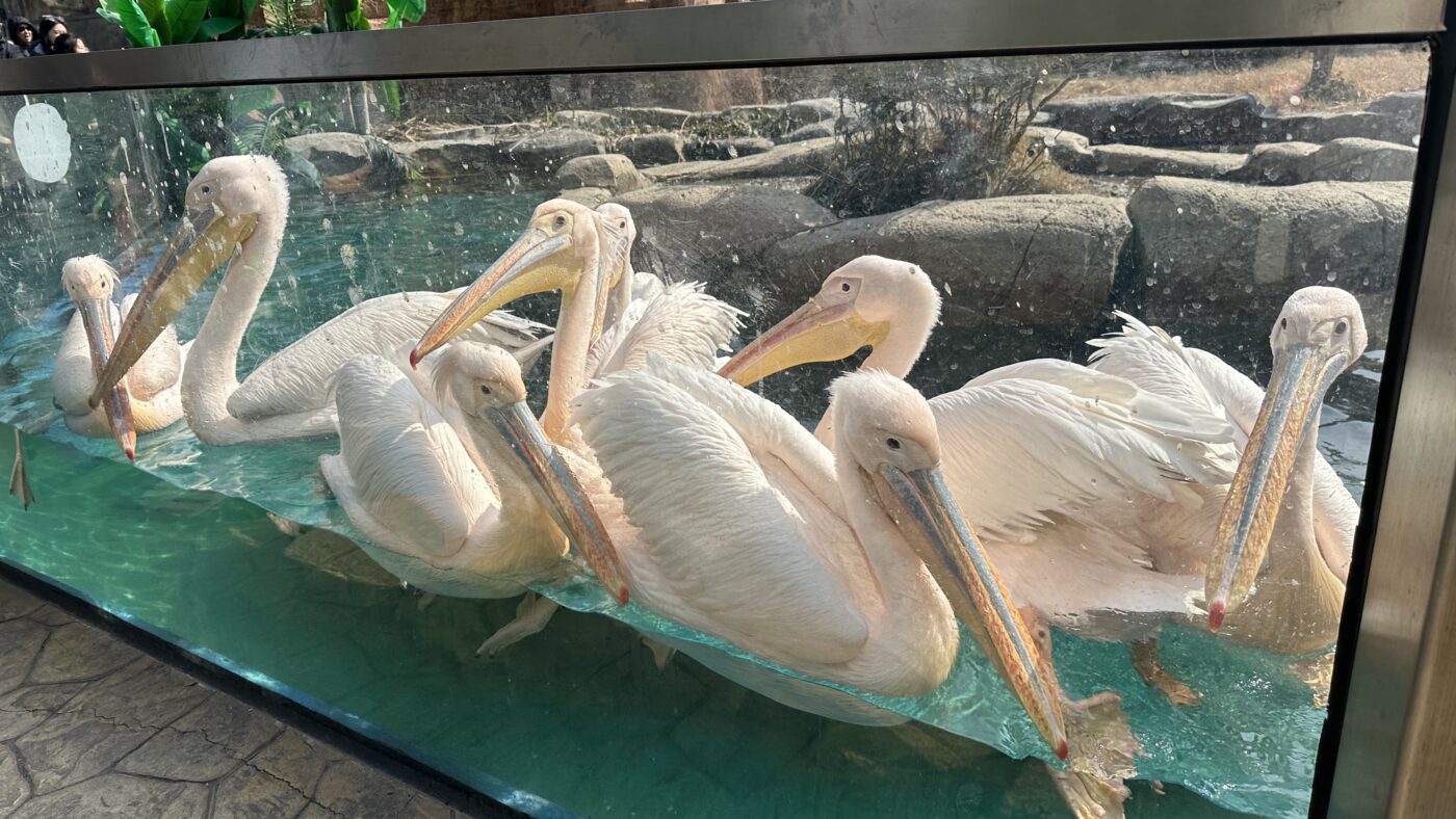 七、特殊餵食體驗1