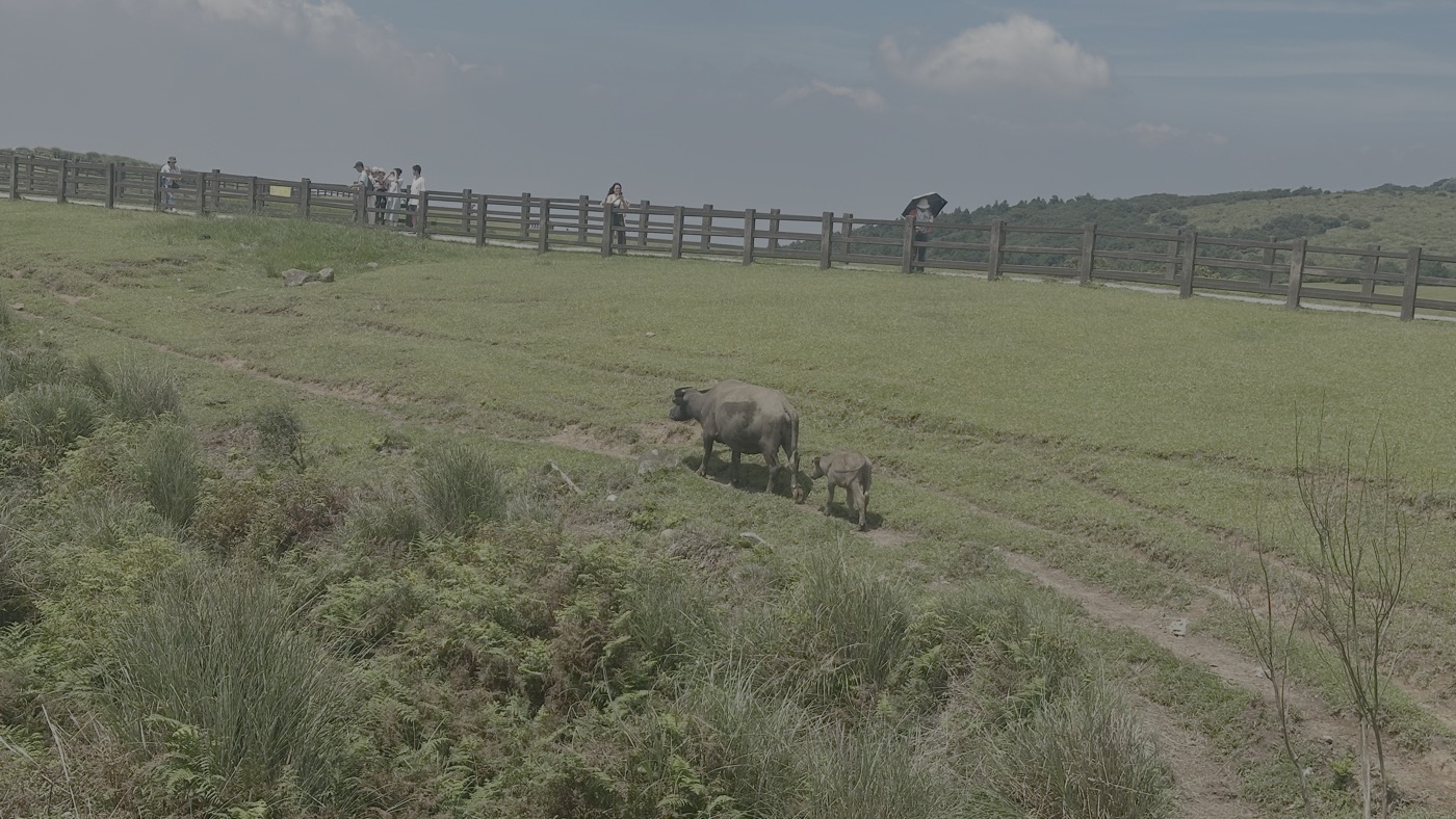 1.擎天崗大草原1