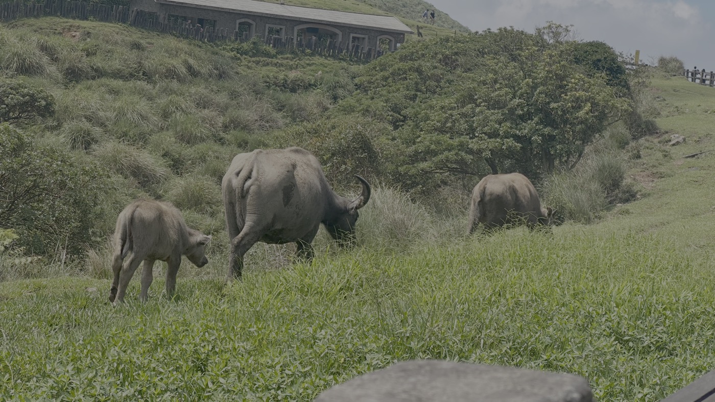 1.擎天崗大草原2