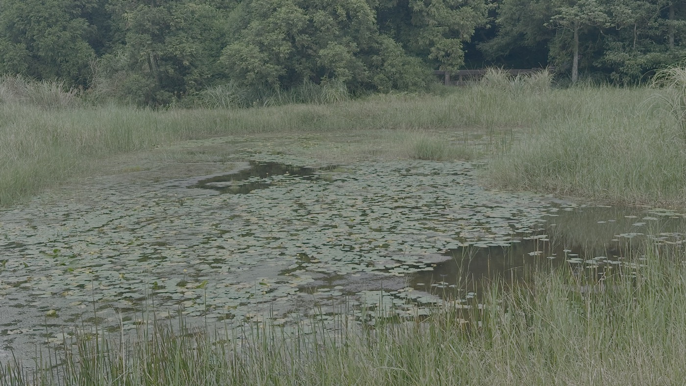 3.冷水坑生態池2
