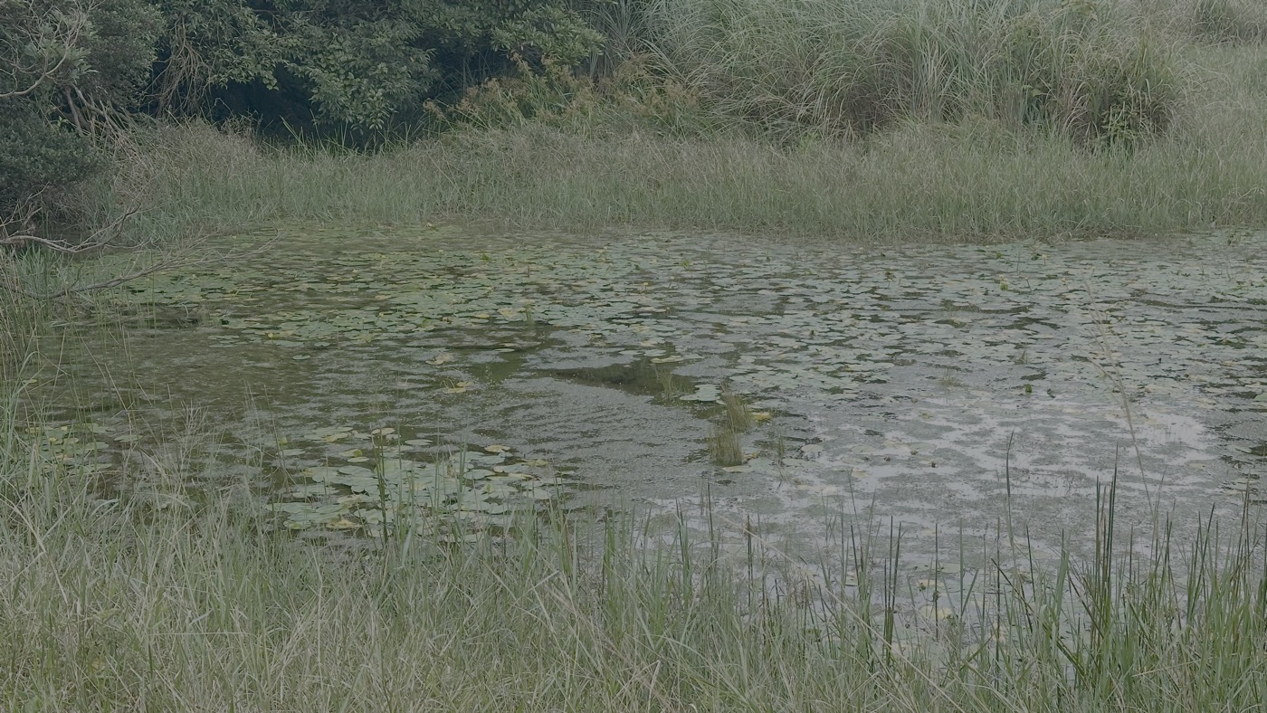 3.冷水坑生態池3