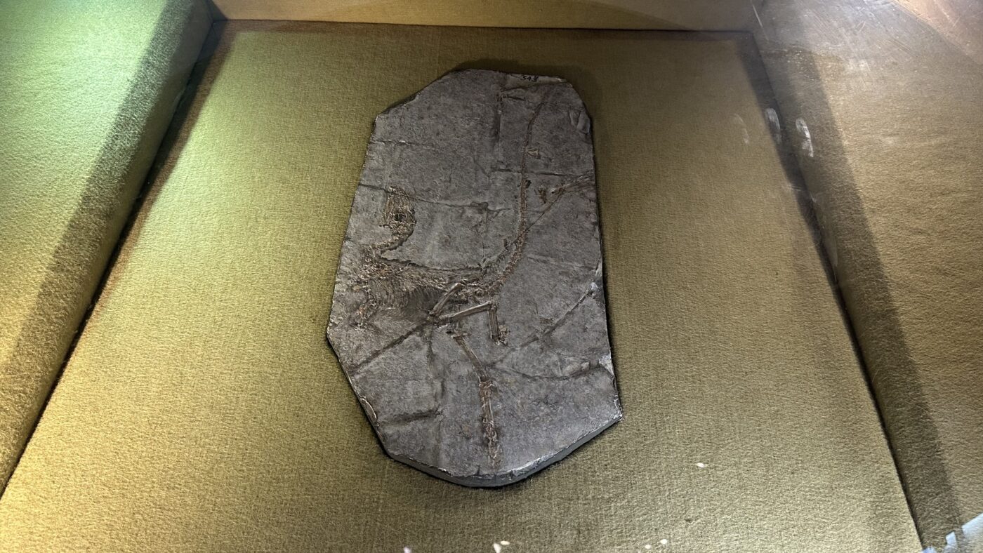 四、遊樂園鎮館之寶4