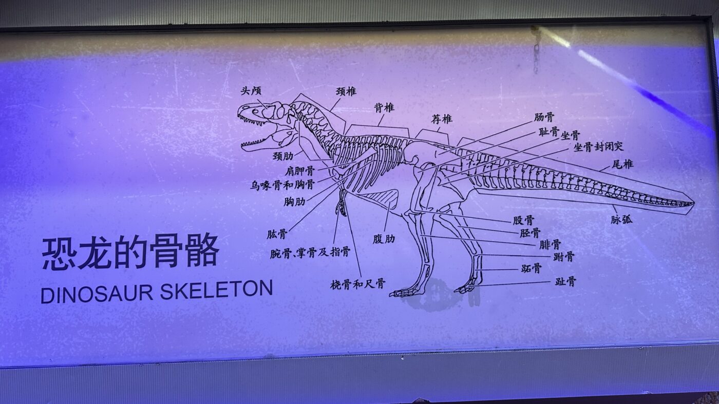 三、恐龍種類二分法1
