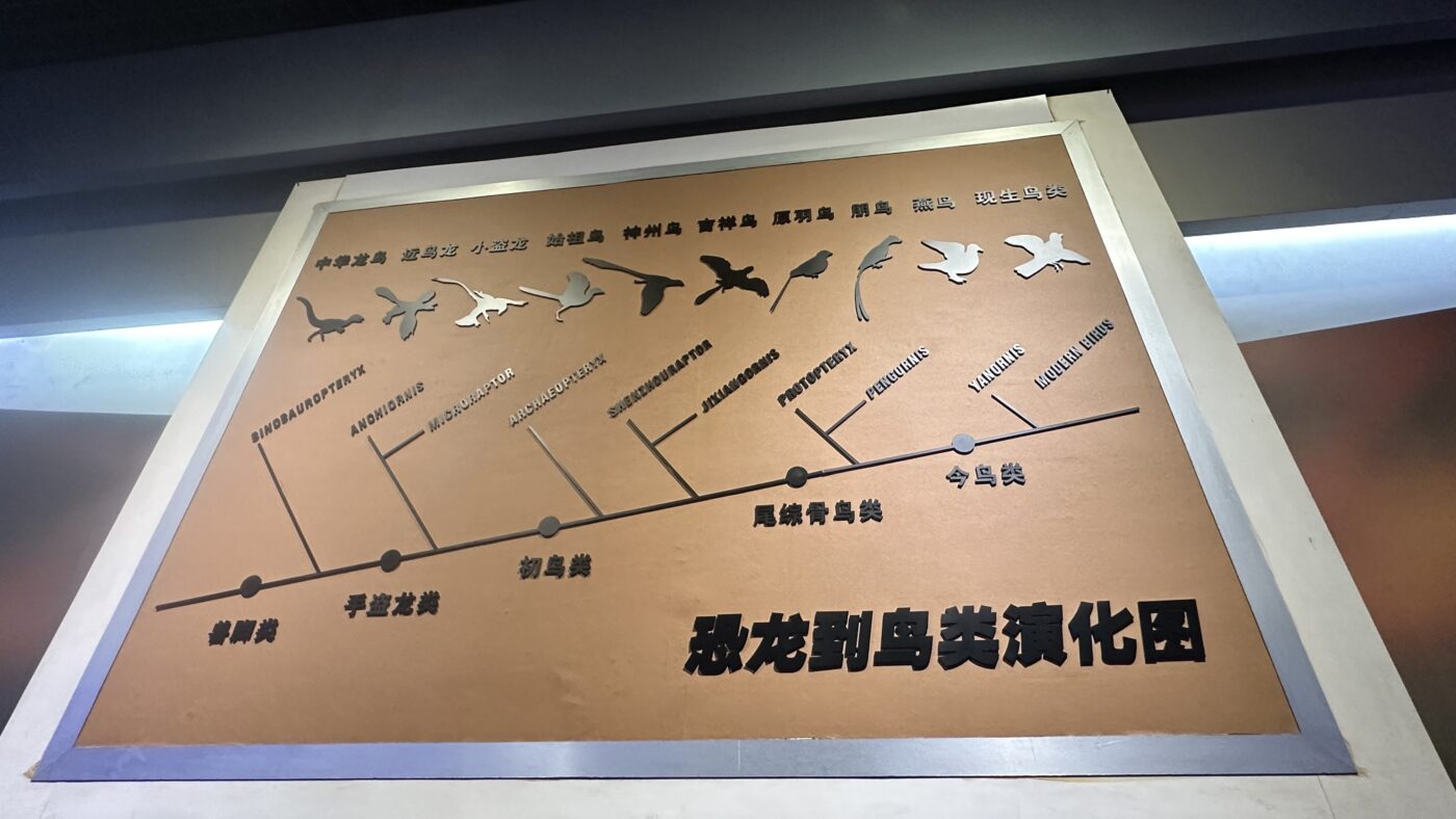 三、恐龍種類二分法2