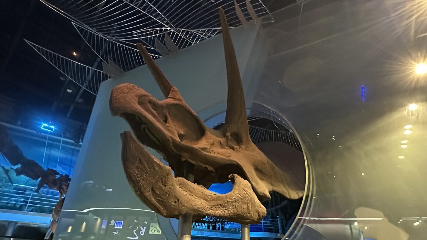 四、恐龍品種介紹:認識大部份的分類1