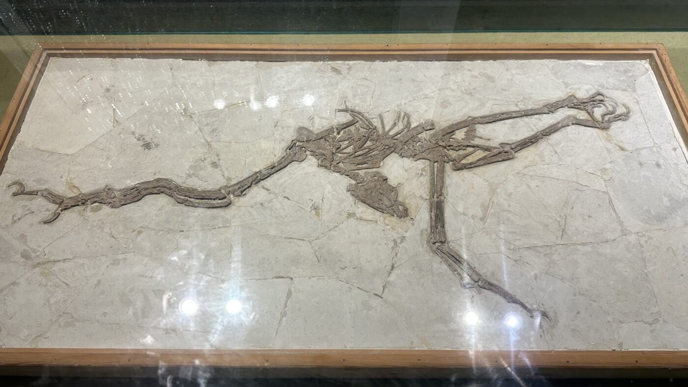 六、常見恐龍名字2