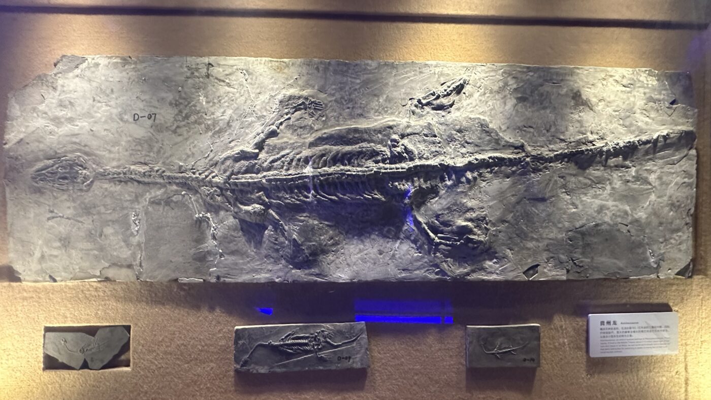 七、恐龍化石:它是怎麼形成的?🦴 1