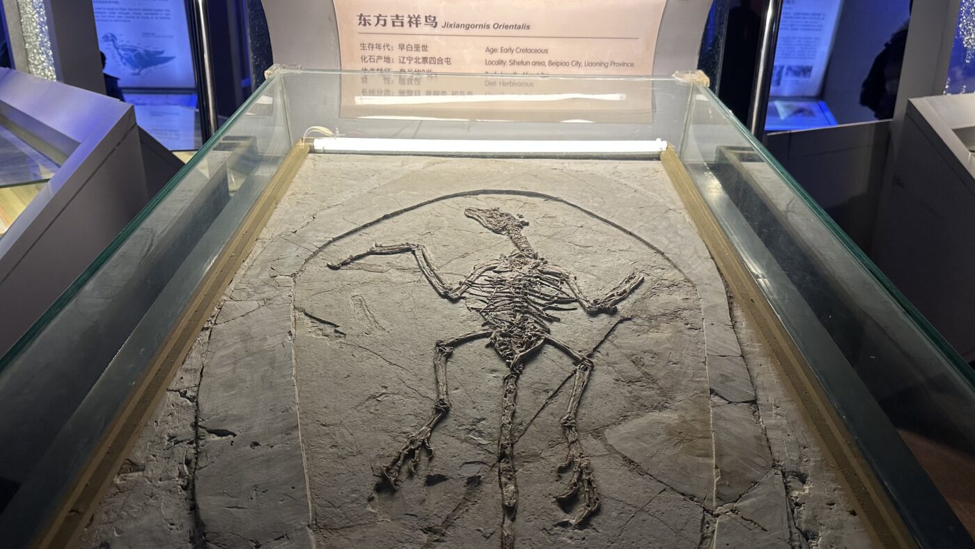 七、恐龍化石:它是怎麼形成的?🦴 2