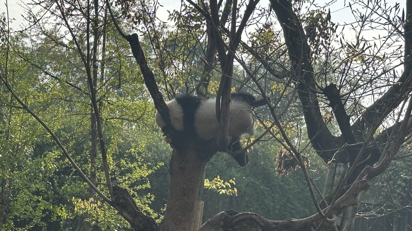 三、成都熊貓基地門票:台胞證也能手機預約3