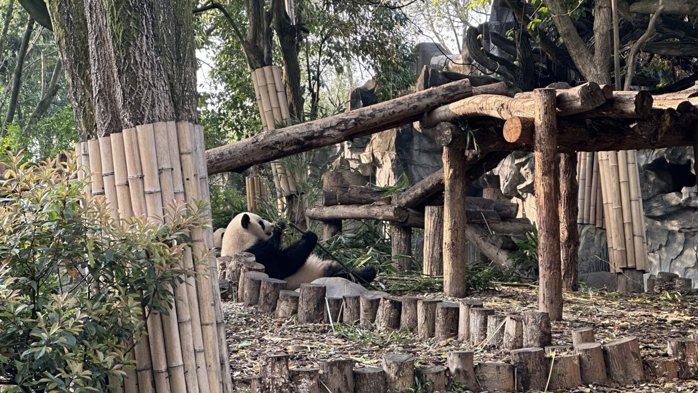 四、成都熊貓基地介紹:大別墅與太陽月亮產房3