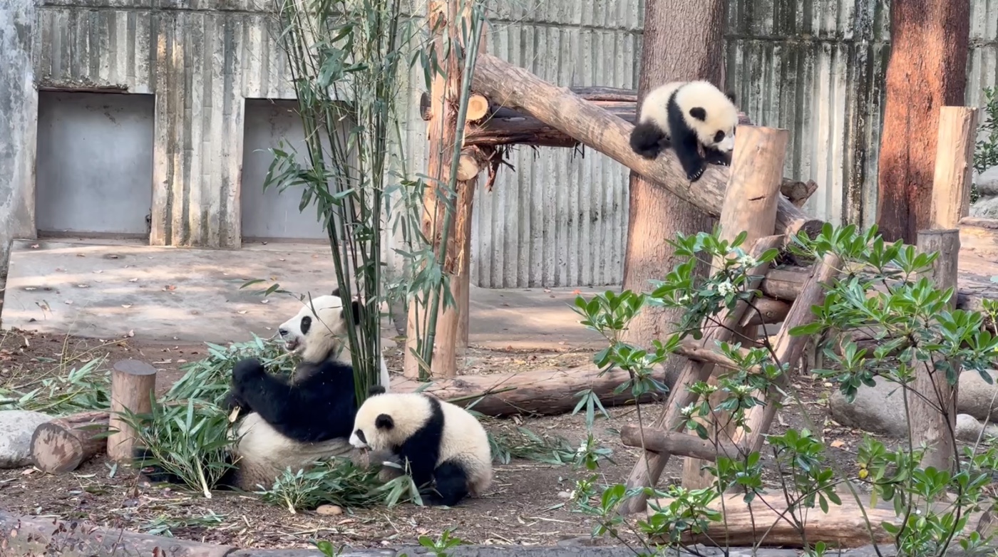 四、成都熊貓基地介紹:大別墅與太陽月亮產房4