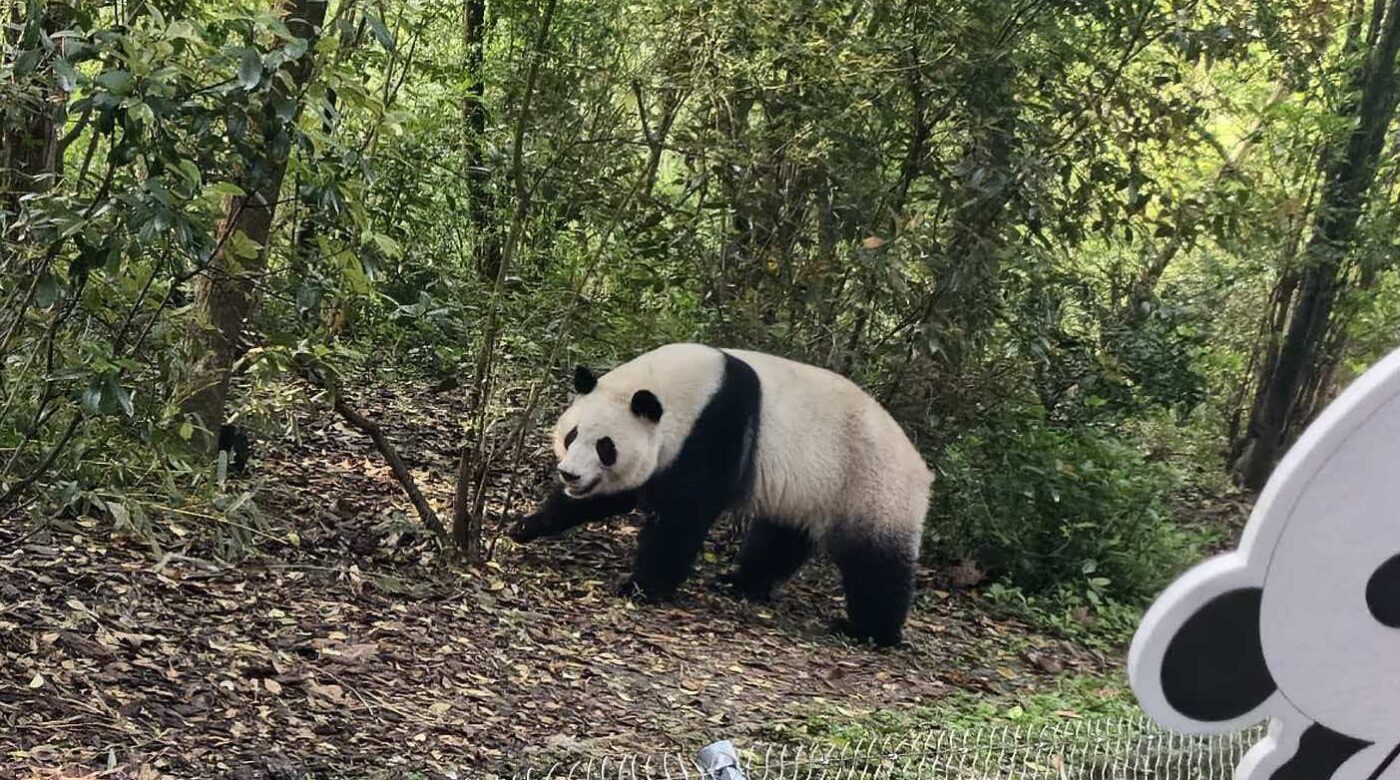 五、熊貓基地攻略:一大早排隊看到明星花花2