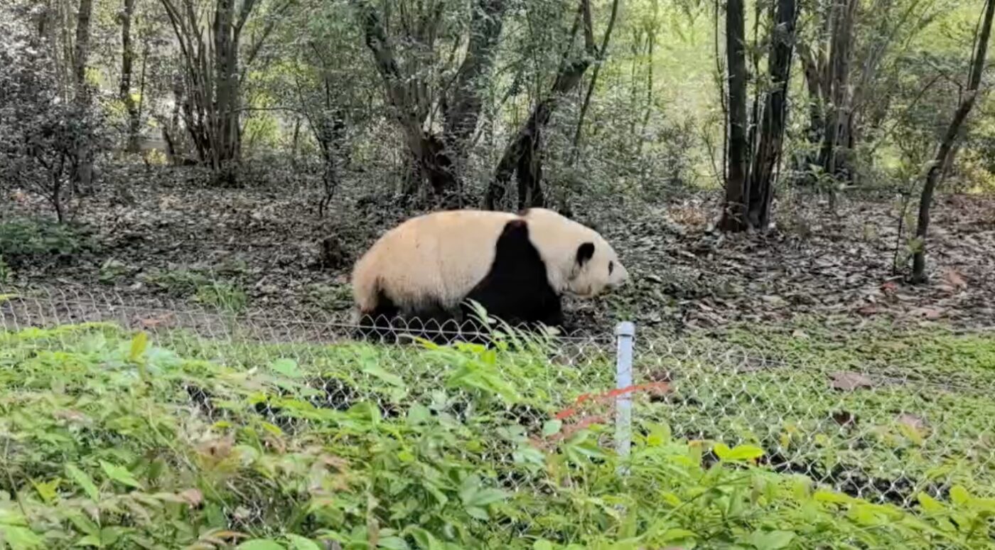 五、熊貓基地攻略:一大早排隊看到明星花花3