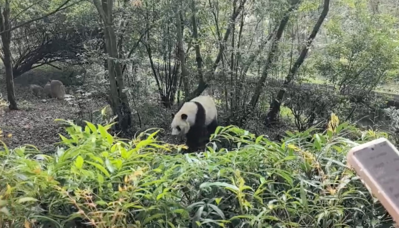 五、熊貓基地攻略:一大早排隊看到明星花花4