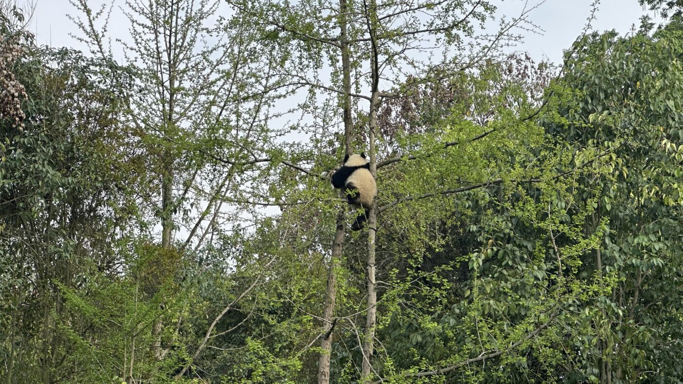 六、成都熊貓基地觀光車:搭配規劃好入園動線3